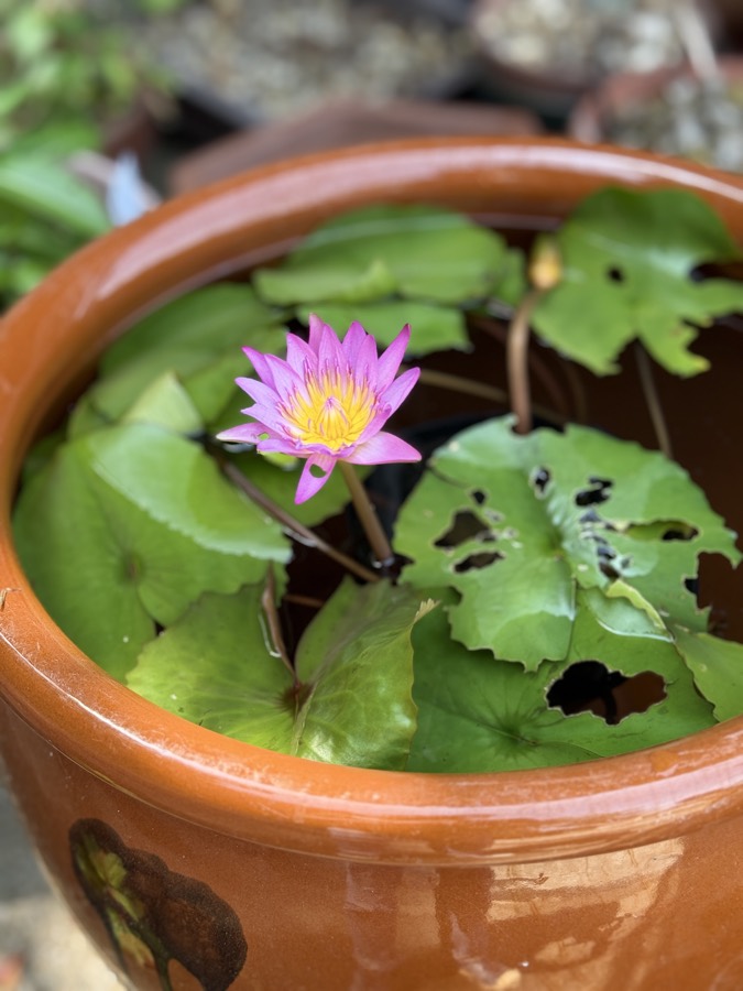 201号室に生けた花