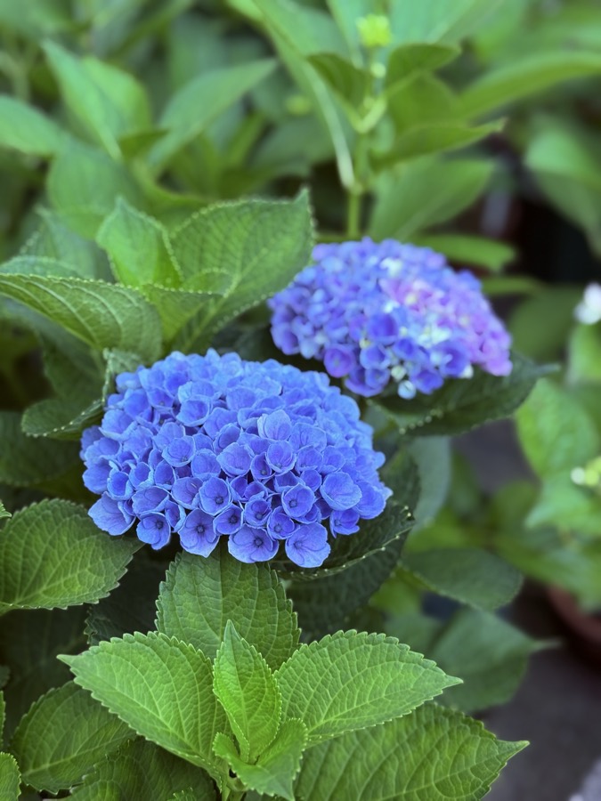 201号室に生けた紫陽花