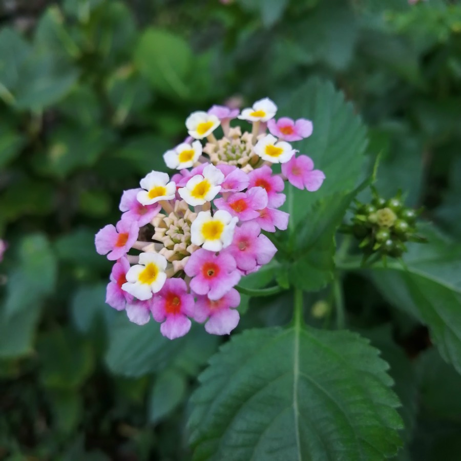 203号室に生けた花