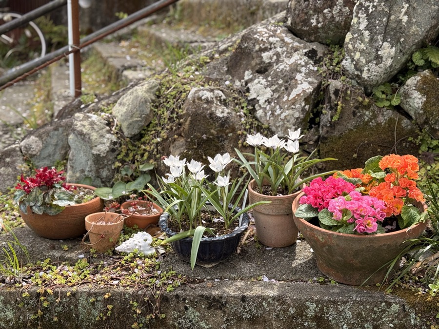 203号室まわりの鉢植えの花